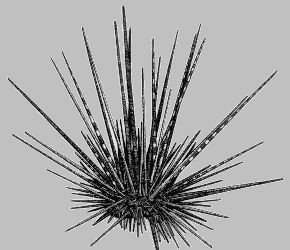 Unknown Artist - Spiny Sea Urchin, Hawaiian Species (reduced in size) Sea Urchin Tattoo, Sea Urchins Art, Ocean Theme Tattoos, Sea Tattoo, Marquesan Tattoos, Theme Tattoo, Art News, Art Exhibitions, Ink Artwork