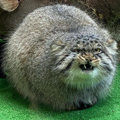 Manul Cat, Pallas Cats, Pallas Cat, Small Wild Cats, Pallas's Cat, Feral Cat, Raccoon Dog, Exotic Cats, Gorgeous Cats