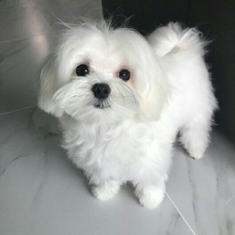 Maltese Puppy Cut, Maltese Puppies For Sale, Maltese Puppies, Maltipoo Puppy, Tiny Puppies, Cute Dog Pictures, Cute Puppy Videos, Maltese Puppy