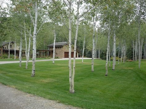 Aspen Landscaping, Manicured Lawn, House Garden Landscape, Lake Landscaping, Quaking Aspen, Aspen Grove, Side Yard Landscaping, Aspen Tree, Stone Landscaping