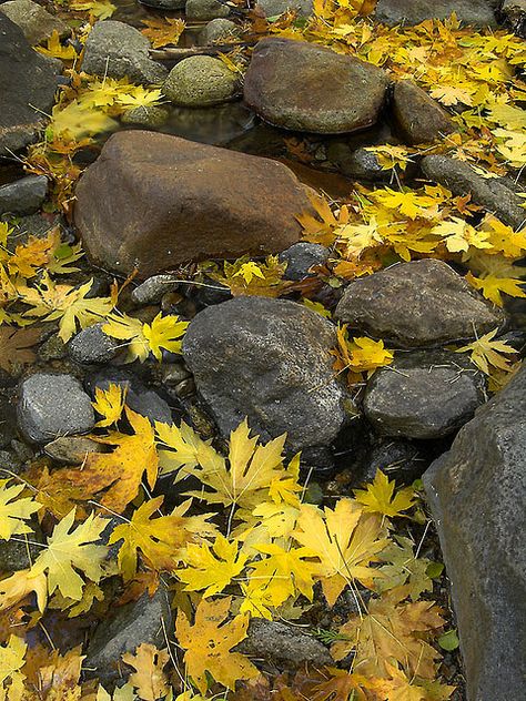 I love autumn! Autumn Scenes, Fabulous Fall, Seasons Of The Year, Autumn Beauty, Yellow Leaves, Lombok, Mellow Yellow, Autumn Day, Fall Thanksgiving