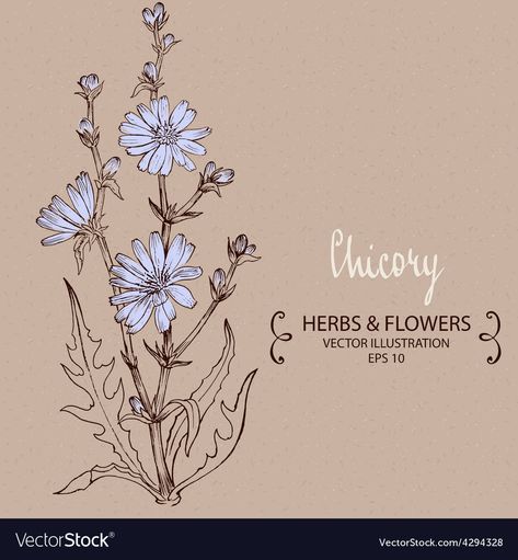 Chicory Illustration, Flower In Jar, Michigan Flowers, Wildflower Mural, Bach Remedies, Boho Illustration, Wildflower Drawing, Ethiopian Coffee, Plant Vector