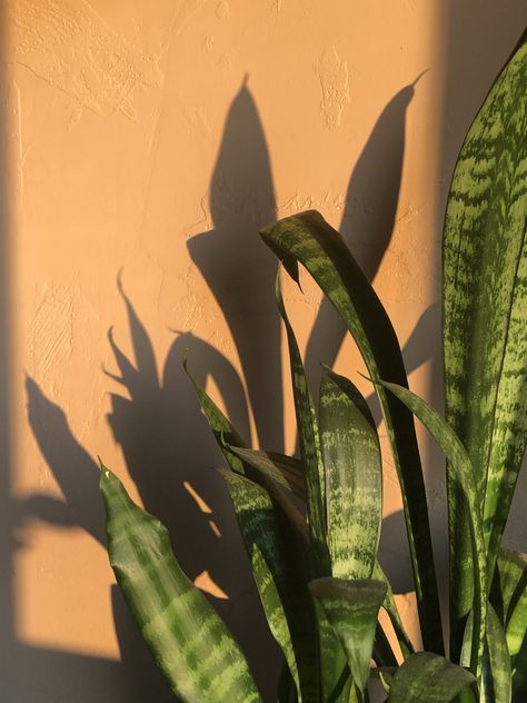 #plant #goldenhour￼ #aesthetic Golden Hour Plant Aesthetic, Plant Pictures Aesthetic, Golden Green Aesthetic, Aesthetic Plant Pictures, Aesthetic Plant Photos, Healthy Plant Based Meals, Goldenhour Aesthetic, Plant Based Meals, Veggie Rice