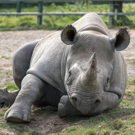 East African black rhino looking straight to camera. Photographed at Port Lympne Safari Park near Ashford Kent UK. royalty free stock image Black Rhinoceros, Wild Animals Photography, Photography Wallpapers, Black Rhino, Kent Uk, Animals Photography, Safari Park, Rhinos, Endangered Animals