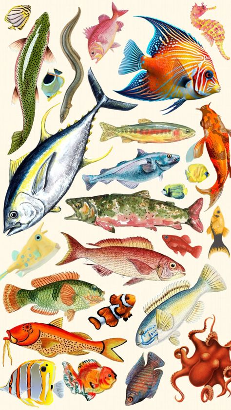 #fish #aesthetic #aquatic #marine #vintage #vibes #nature #aquarium #ocean Paula Core, Aquarium Illustration, Vintage Aquarium, Inspo Sketch, Aquarium Aesthetic, Fish Aesthetic, Fish Artwork, Artsy Photography, Nature Aquarium