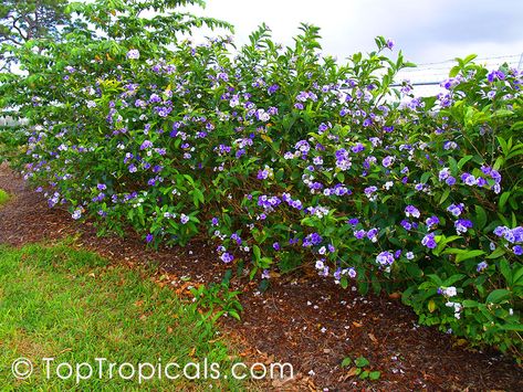 Colorful Yesterday-Today-Tomorrow Q: I have a large oak in front of the house and nothing grows under it, even grass. Can you recommend me a compact, colorful flowering shrub that will tolerate shade location and still will bloom for me? I love fragrant flowers, that would be nice... Also, I am a snowbird staying in Florida mostly from Fall to Spring so I miss the flowering season! A: Here is a perfect plant for you, Brunfelsia grandiflora - Yesterday-Today-Tomorrow. Read more.. Yesterday Today Tomorrow Plant, Vine Fence, Fast Growing Shade Trees, Mango Varieties, Yesterday Today Tomorrow, Florida Landscaping, Fragrant Plant, Gardening Techniques, Shade Trees