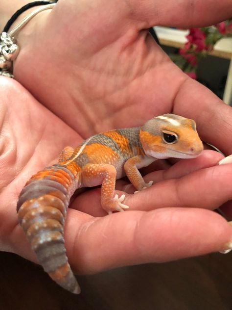 Tangerine Leopard Gecko, Cute Leopard Gecko, Pet Gecko, Leopard Gecko Cute, Fat Tailed Gecko, Cute Gecko, Tier Tattoo, Pet Lizards, Cute Lizard