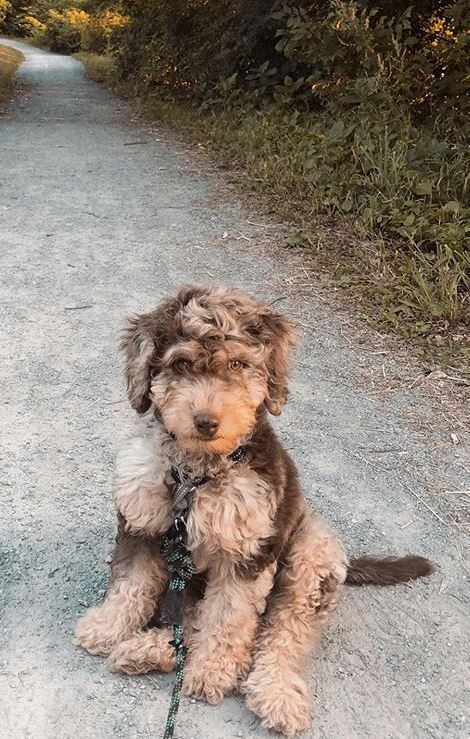 Mini Labordoodle, Merle Goldendoodle, Merle Labradoodle, Australian Labradoodle Colors, Merle Bernedoodle Full Grown, Labdoodle Labradoodles, Doodle Dog Breeds, Super Cute Puppies, Doodle Dog