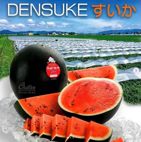 What Is A Black Diamond Watermelon? In 2008, man in Japan paid $6,125 for a nearly-black watermelon. The specialty fruit is grown only on the island of Hokkaido. We couldn’t find any reports on whether or not he said it was worth it. We spoke of the luxury fruit market in Japan with this article […] The post A Black Diamond Watermelon Will Set You Back A Cool $6k appeared first on Indie88. Black Diamond Watermelon, Watermelon Images, Black Watermelon, Produce Market, Fruit Market, White Strawberry, Fancy Packaging, Small Island, Worth It