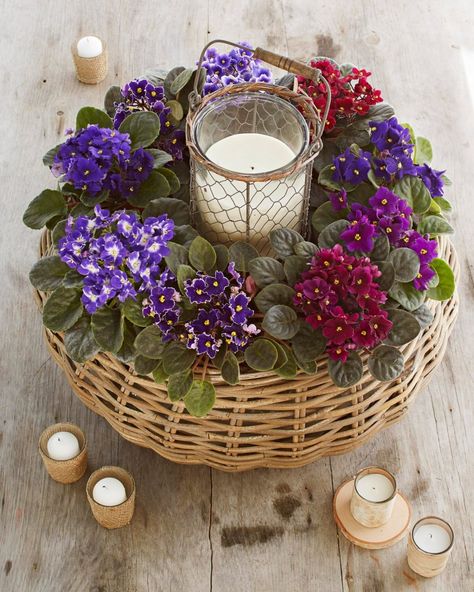 African Violet Care, African Violet Pots, Basket Centerpieces, African Violets Plants, Violet Plant, Variegated Plants, Have Inspiration, African Violet, Leaf Coloring