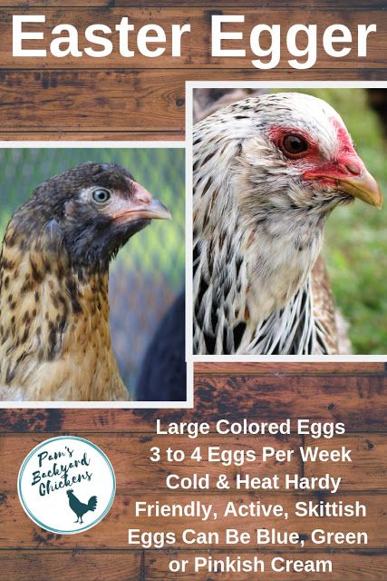 Easter Egger Chickens, Easter Egger Rooster, Easter Eggers Chickens, Easter Egger Chicken Eggs, Chicken Colors, Different Breeds Of Chickens, Araucana Chickens, Ameraucana Chicken, Easter Egger Chicken