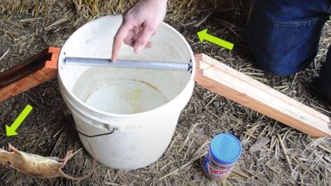 Diy Bucket Mouse Trap, Diy Bucket Mouse Trap 5 Gallon, Diy Mouse Trap Bucket, Diy Mouse Trap, Mice Prevention, Mouse Trap Diy, Bucket Mouse Trap, Best Mouse Trap, Diy Mouse