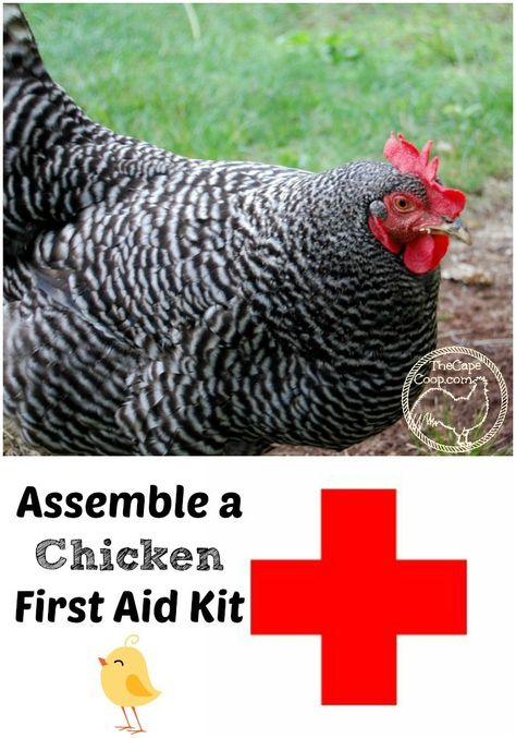 Chicken First Aid Kit - The Cape Coop Urban Chicken Farming, Homestead Blog, Portable Chicken Coop, Urban Chickens, Best Chicken Coop, Raising Backyard Chickens, Backyard Poultry, Keeping Chickens, Free Range Chickens