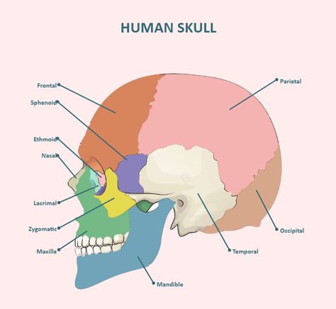 Skull Bones Labeled Skull Labeled Anatomy, Skull Diagram, Skull Labeled, Science Diagram, Diagram Ideas, Science Diagrams, Skull Anatomy, College Notes, Skull Bones