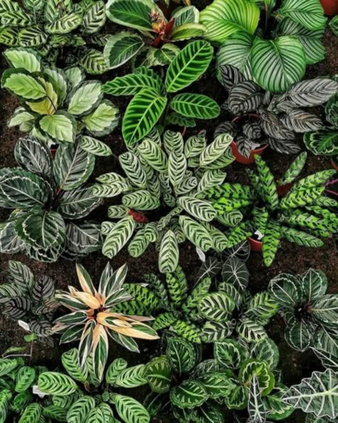 German Town, Plant Friends, Plant Goals, نباتات منزلية, Calathea Plant, Plants Are Friends, Prayer Plant, Inside Plants, Plant Decor Indoor