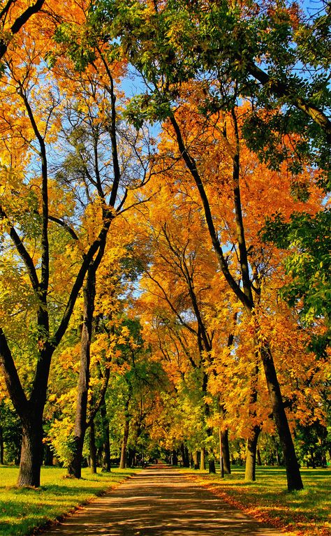 Leaves On The Ground, Lodz Poland, Autumn Scenes, 수채화 그림, Lodz, Autumn Scenery, Autumn Beauty, Jolie Photo, Orange And Yellow