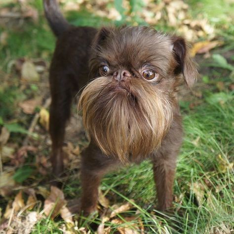 Hipster Dog Has a Long Beard That Many Humans Would Love to Rock Griffon Bruxellois, Griffon Dog, Rare Dogs, Hipster Dog, Beard Game, Brussels Griffon, Star Wars Tattoo, Star Wars Action Figures, Star Wars Poster