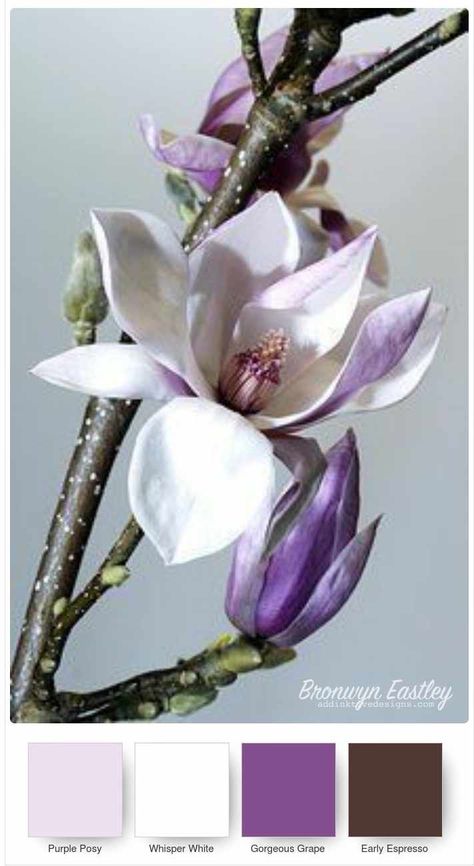 Good Morning Magnolia – Stampin’ Up! ® Colour Combos Flowers Morning, Colour Pictures, Magnolia Colors, Magnolia Farms, Mini Spa, Inspiration Tattoos, Colour Combos, Botanical Artwork, Pansies Flowers