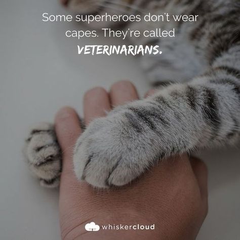 Memes About Being a Vet - I Can Has Cheezburger? Happy World Veterinary Day, Veterinarian Jokes, Veterinary Medicine Quotes, Veterinarian Tattoo, Vet Tech Quotes, Veterinarian Quotes, Vet School Motivation, Vet Tech Humor, Future Veterinarian