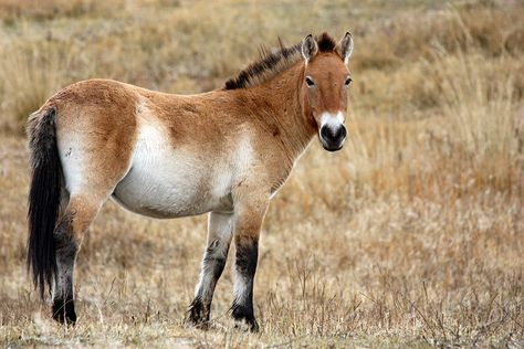 Mongolia: Przewalski's Horse, by Daniela Hartmann on Flickr Horse Species, Hunter Horse, Rare Horses, Pony Breeds, Horse Illustration, Horse Boarding, Dressage Horses, Horse Health, Animal Projects