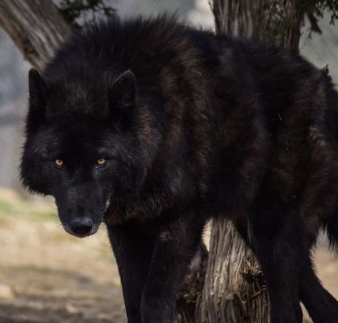 Police Canine, African Wild Dog, Alpha Wolf, Black German Shepherd, Timber Wolf, Wolf Love, Wolf Pictures, Black Kitten, Wild Dogs