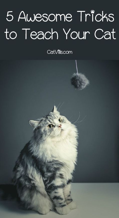 Think you can�t train a cat? We say otherwise! Check out these 5 cool tricks to teach your cat and impress all of your friends! Cat Training Tricks, Train A Cat, Katt Diy, Gatos Cool, Cool Tricks, Dog Tricks, Dog Training Classes, Cat Hacks, Cat Care Tips