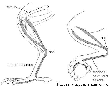 Wing Anatomy, Creature Anatomy, Apologia Biology, Bird Skeleton, Leg Reference, Leg Anatomy, Dragon Anatomy, Achilles Tendon, Campaign Design