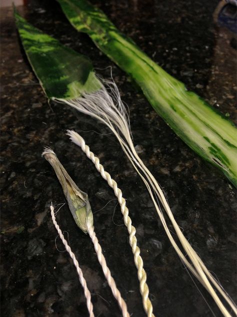 Rewilding Our Dream Homestead - Making Cordage from Snake Plant Fibers My snake... Off Grid Survival, Basket Weaving Diy, Diy Weaving, Living Off The Land, Prepper Survival, Wilderness Survival, Plant Fibres, Fabric Christmas Ornaments, Off Grid Living