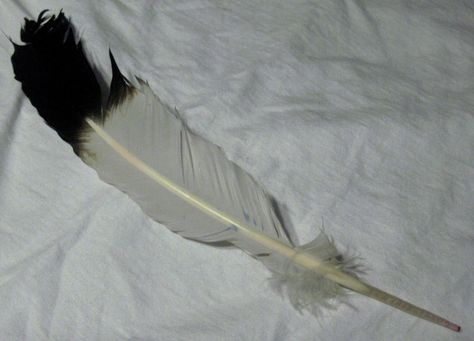 seagull feather Feather Tattoo Meaning, Feather Tattoo Design, Color Me Beautiful, Feather Wings, Feather Tattoo, Tattoo Meaning, Tattoos With Meaning, Bird Art, Painting Inspiration