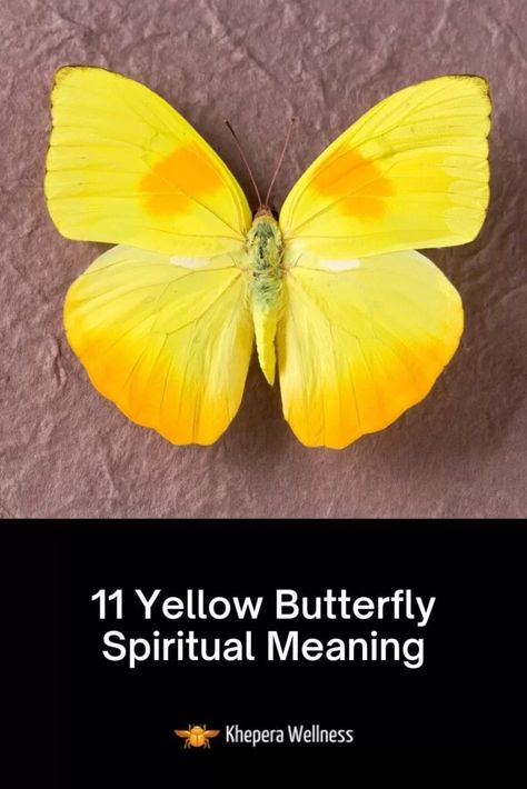 Yellow Butterfly Spiritual Meaning, Yellow Butterfly Tattoo Ideas, Butterfly Meaning Tattoo, Yellow Butterfly Wedding, Butterfly Spiritual Meaning, Yellow Butterfly Meaning, Butterfly Spiritual, Yellow Meaning, Spiritual Butterfly