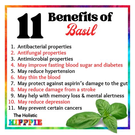 Benefits Of Basil Benefits Of Basil Leaves, Basil Oil Benefits, Holy Basil Benefits Health, Basil Water Benefits, Basil Tea Benefits, Basil Essential Oil Benefits, Basil Seeds Benefits, Basil Benefits, Health Benefits Of Basil