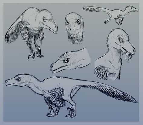 Kentrosaurus Art, Accurate Velociraptor, Velociraptor Paleoart, Raptor Anatomy, Dinosaur Concept Art, Accurate Dinosaurs, Velociraptor Art, Dinosaur Pics, Dinosaur Anatomy