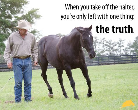 "When you take off the halter, you're left with one thing: the truth." - Pat Parelli Parelli Natural Horsemanship, Parelli Horsemanship, Horsemanship Quotes, Equine Quotes, Inspirational Horse Quotes, Horse Riding Quotes, Equestrian Quotes, Cowgirl Quotes, Riding Quotes