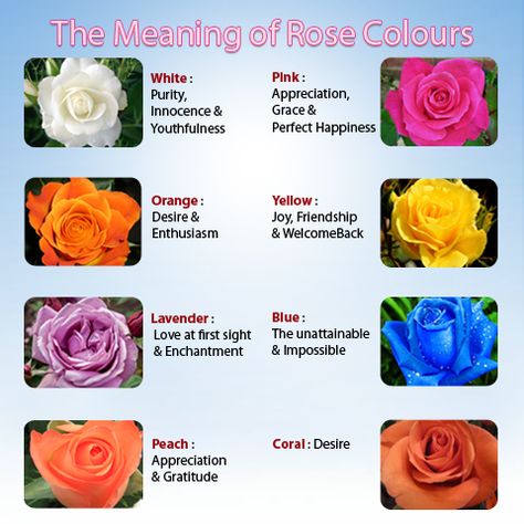 Every flower is unique for its beauty, but the rose stands apart due to its color meaning. Learn the meanings of rose colors from this post. How much do you love a Rose? And tell us which one is your favorite. Rose Flower Colors, Rose Color Meanings, Flower Symbolism, Flowers Represent, Shadow Book, Rose Meaning, Neon Prom Dresses, Rose Colors, Flower Language