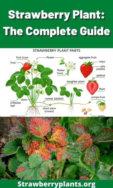 Strawberry Plants Care, Strawberry Growing Tips, Ways To Plant Strawberries, Best Way To Plant Strawberries, Strawberries Planting, Ways To Grow Strawberries, Strawberry Plant Care, How To Plant Strawberries, Planting Strawberries