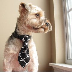 Dog Neck Tie, Diy Dog Collar, Make A Tie, Dog Clothes Diy, Dog Tie, Dog Clothes Patterns, Dog Projects, Dog Crafts, Dog Items