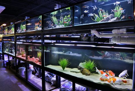 Goldfish Row  Freshwater Fish Department Aquarium Shop Interior Design, Fish Store Aesthetic, Fish Shop Interior, Aquarium Cafe, Aquarium Interior, Reptile Shop, Pet Store Design, Otter Cute, Pet Store Ideas