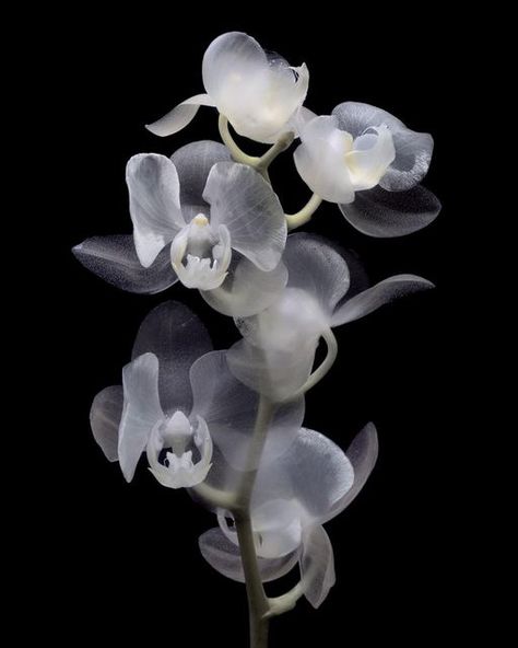 Ghost Orchid Aesthetic, Dark Orchid Aesthetic, Kami Aesthetic, Luna Ikuta, Black Flowers Aesthetic, Orchid Flower Aesthetic, Orchids Aesthetic, Dark Floral Aesthetic, Orchid Aesthetic