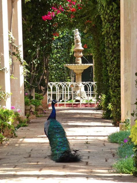 All things Europe Peacock Pictures, Maltese Islands, Malta Gozo, Peacock Bird, Garden Pool, Garden Gates, Peacocks, Green Aesthetic, Garden Paths