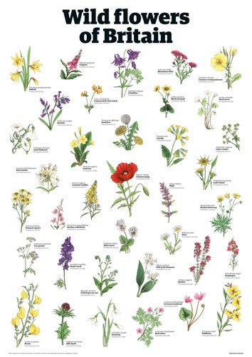 Wild flowers of Britain by Guardian Wallchart British Wild Flowers, Wedding Flowers Wildflowers, Different Types Of Flowers, British Flowers, Theme Nature, Garden Types, Rose Vase, Wildlife Gardening, Wildflower Garden