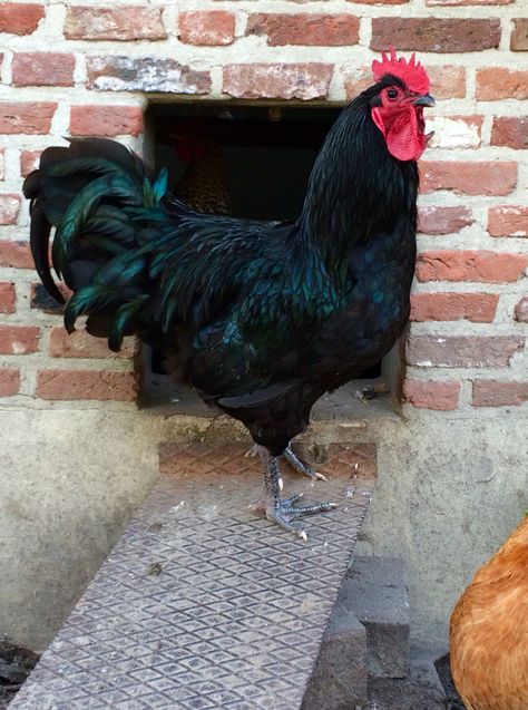 Black australorp Black Australorp Chickens, Australorp Rooster, Australorp Chickens, Chicken Backyard, Australorp Chicken, Black Australorp, Aesthetic Chicken, Chicken Aesthetic, Chickens Farm