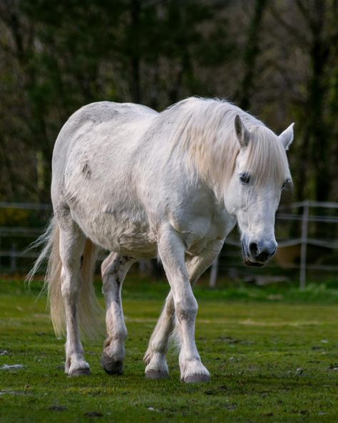 Dans le cadre d’une inter près de Bordeaux je me retrouvais pile en face deux très beau chevaux blancs, la tentation était trop forte 📸📸📸🐴 #horse #white #whitehorse #chevaux #equitation #centreequestre #gironde #photo #photography #canon #manere_photography Horse White, Photography Canon, La Face, Photo Photography, Fort, Canon, Photography, White