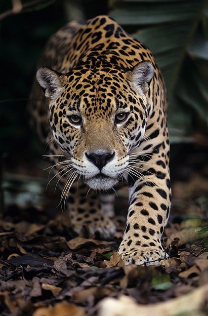 The Jaguar, Panthera onca (Felidae) Macan Tutul, Jaguar Animal, Regnul Animal, Animale Rare, Cheetahs, Large Cats, Weird Animals, Tarzan, Leopards