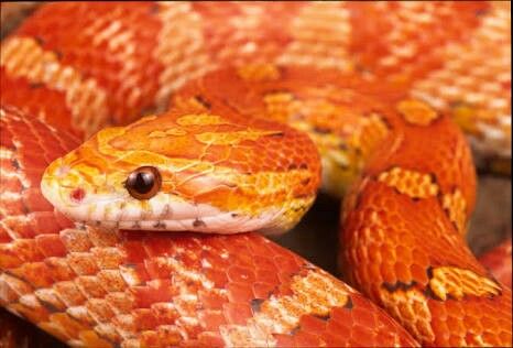 Pantherophis guttatus - Corn Snake Reptile Store, Snake Photos, Sea Snake, Snake Wallpaper, Corn Snake, Beautiful Snakes, Orange You Glad, Reptiles And Amphibians, Animal Posters