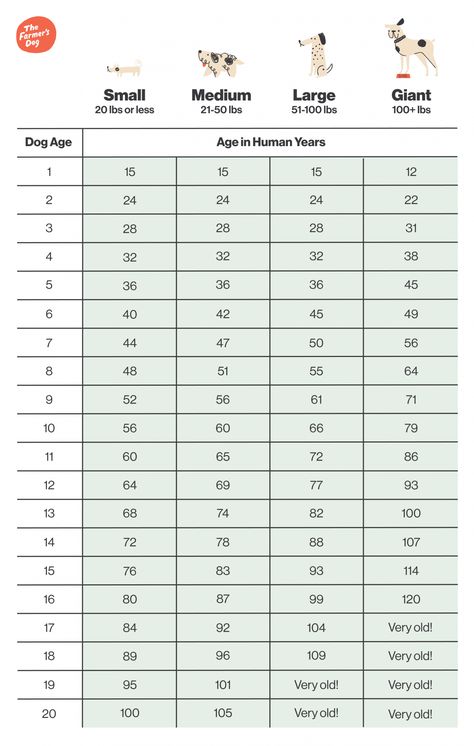 How Old Is My Dog In Human Years? Busting the "7-to-1" Myth How Old Is Your Dog, Dog Years To Human Years, Different Types Of Dogs, Oldest Human, Dog Ages, My Husky, Body Condition, Dog Years, Dog Info