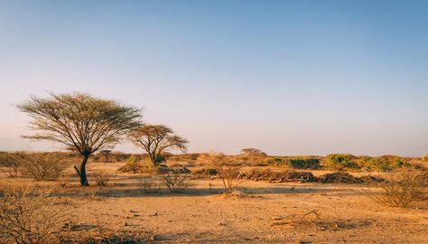 Savanna Biome, Savanna Grassland, Romantic Questions, Acacia Tree, Water Resources, Southern Africa, Urban Area, Natural Resources, Savannah Chat