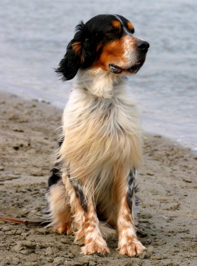 Setter Anglais : caractère, santé, alimentation, prix et entretien Setter Dogs, English Setter Dogs, English Springer, English Springer Spaniel, English Setter, Dog Beach, Springer Spaniel, Hunting Dogs, Dog Photos