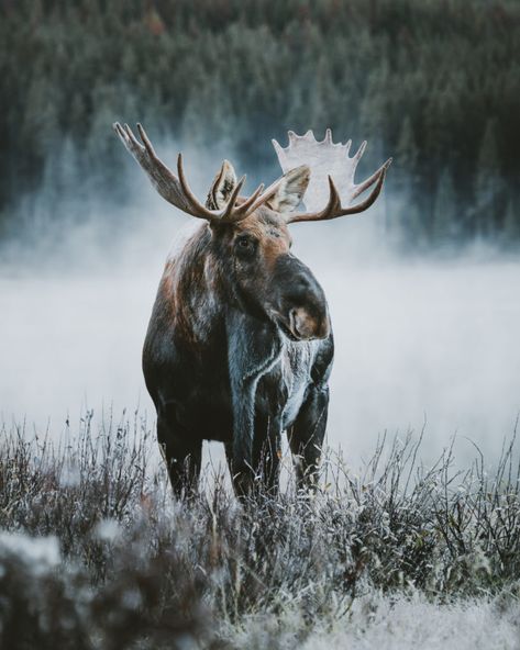 17 BEST Things to do in Jasper National Park, Alberta Moose Painting, Moose Pictures, Bull Moose, Jasper National Park, Image Nature, Amazing Animals, Ski Trip, Animal Wallpaper, Wildlife Art