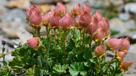 Creeping avens are whimsical-looking, blooming yellow and turning pink. They make great additions to any garden, so here's how to grow and care for them. Orange Flowering Plants, Garden Shears, Strawberry Plants, Replant, Peach Flowers, Delphinium, Ground Cover, Beautiful Blooms, Mulch