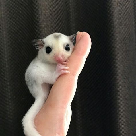 Sugar Glider Cute, Cute Pet Pictures, Cute Sugar Glider, Sugar Glider Baby, Animal Videos Funny, Sugar Glider Pet, Sugar Glider Cage, Funny Animal Images, Pet Pictures